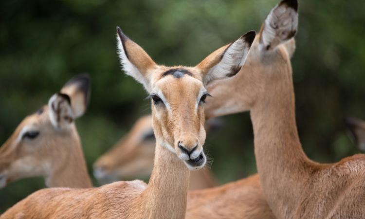 Bokora Wildlife Reserve Uganda - Safari, Birds & Culture