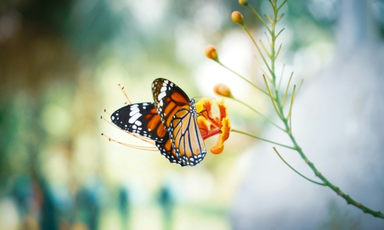 Butterflies in Kidepo