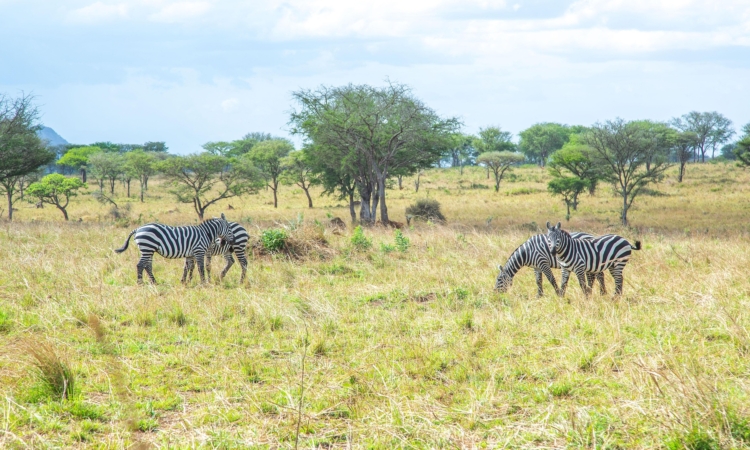 Kidepo National Park Rules