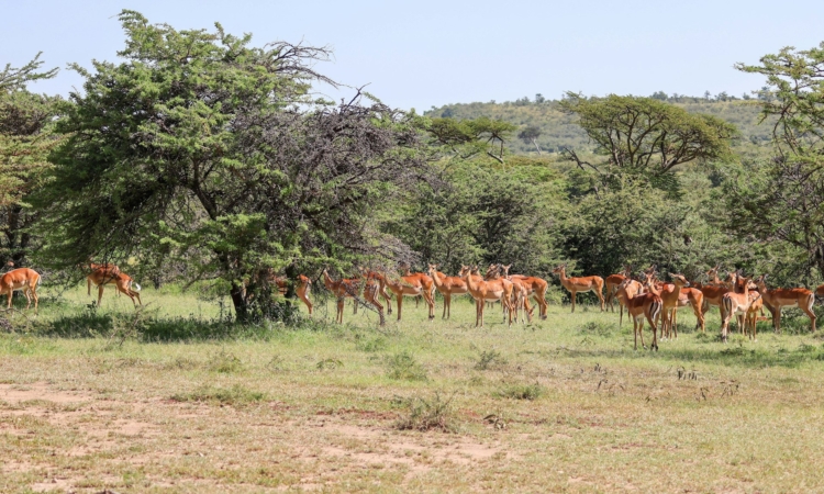 Matheniko Game Reserve