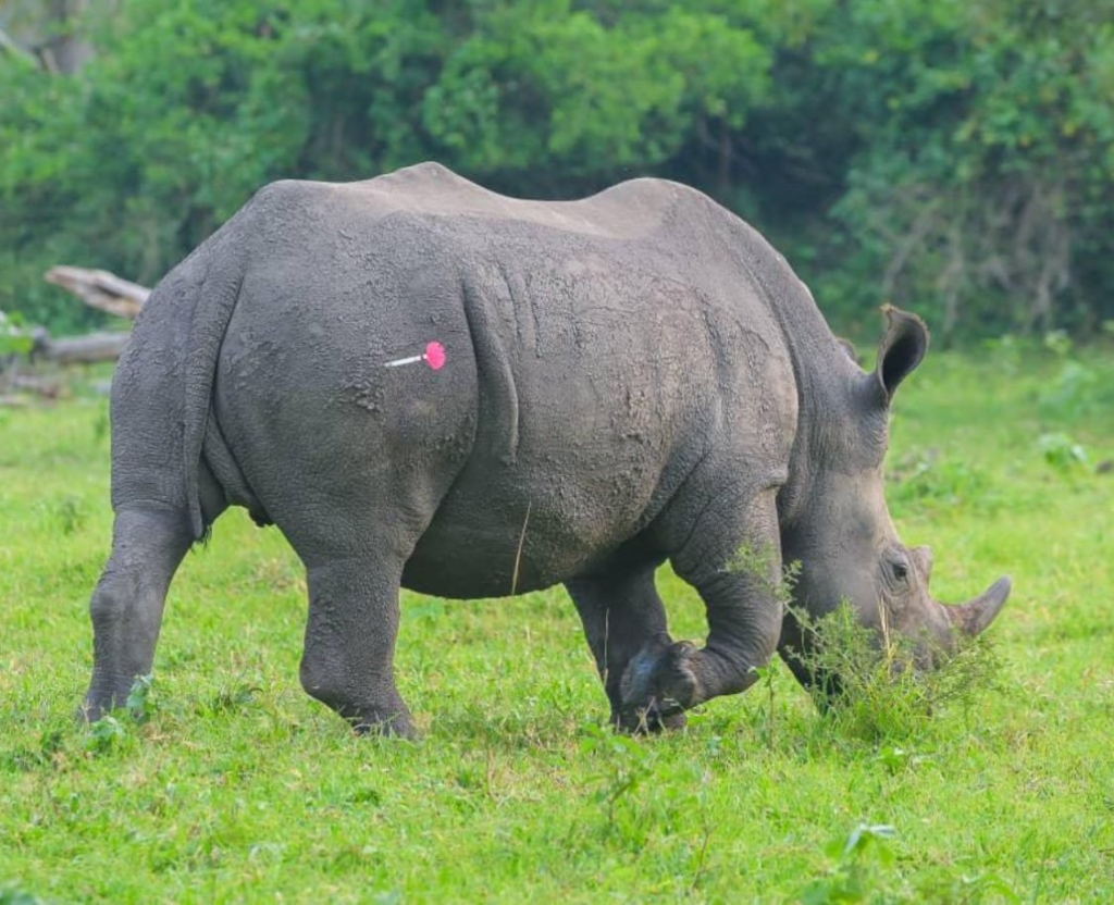 Rhinos Return to Kidepo National Park After 40 Years