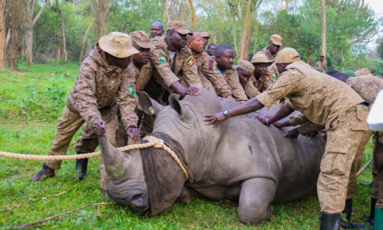 Rhinos Reintroduced to Kidepo Valley National Park Uganda